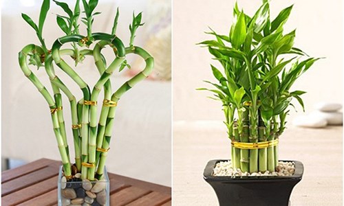 Cách Cắm Cây Phát Lộc Tươi Lâu Gallery 1