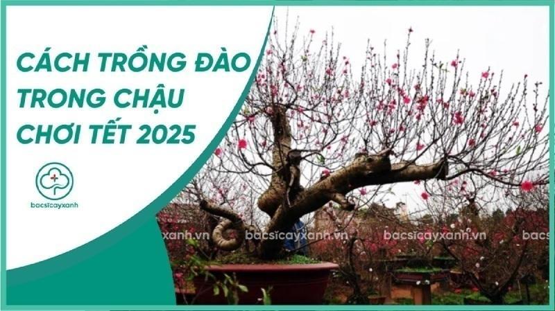 Cách trồng đào trong chậu chơi Tết Gallery 1