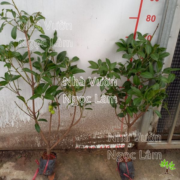 Trồng Cây Thanh Trà Trong Chậu: Hướng Dẫn Chi Tiết Từ A Đến Z Gallery 1