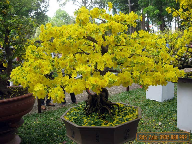 Thay Chậu Mai Trước Tết: Hướng Dẫn Chi Tiết Từ A Đến Z Gallery 2