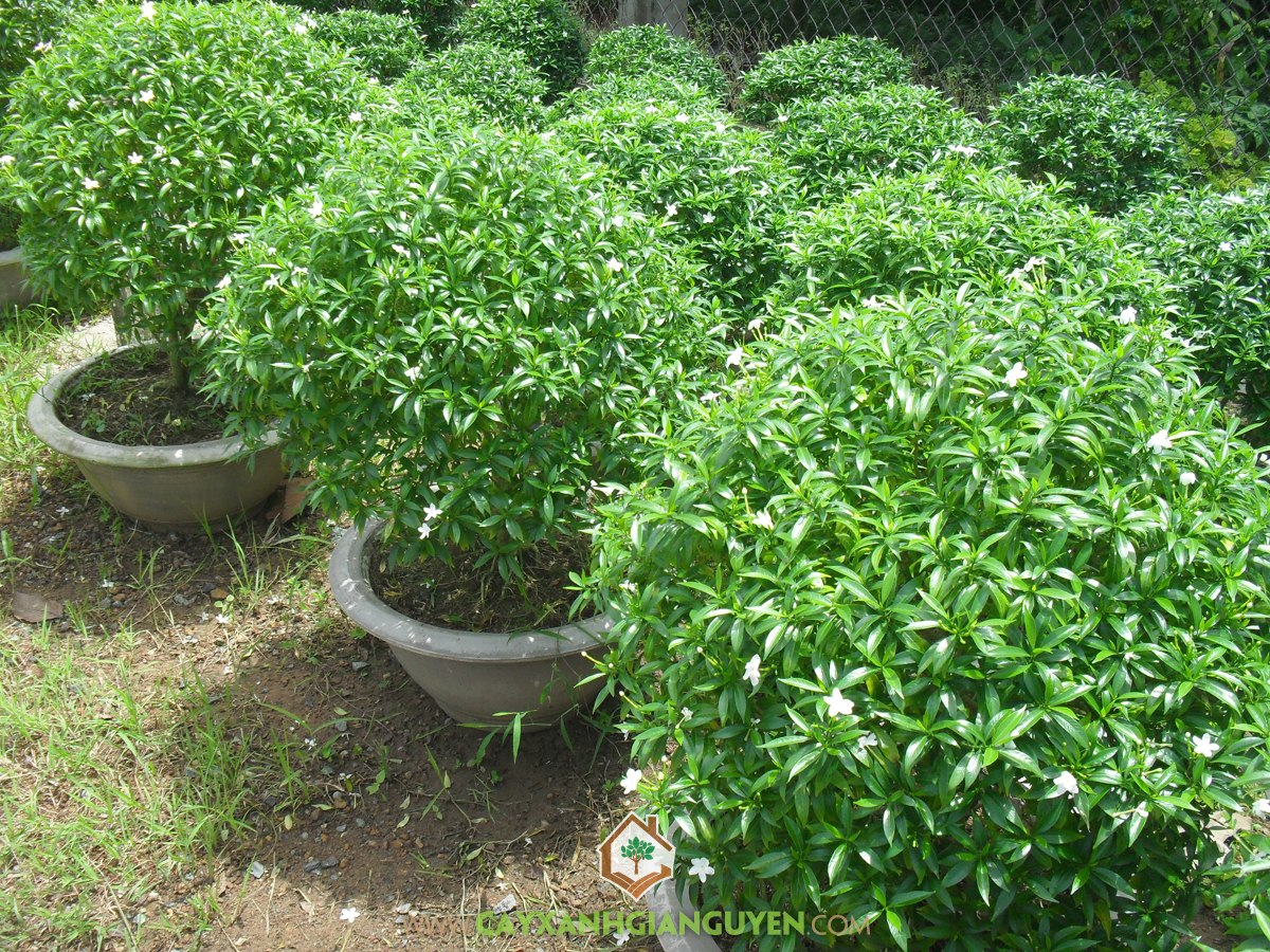 Trồng Mai Vạn Phúc Trong Nhà Được Không? Gallery 2