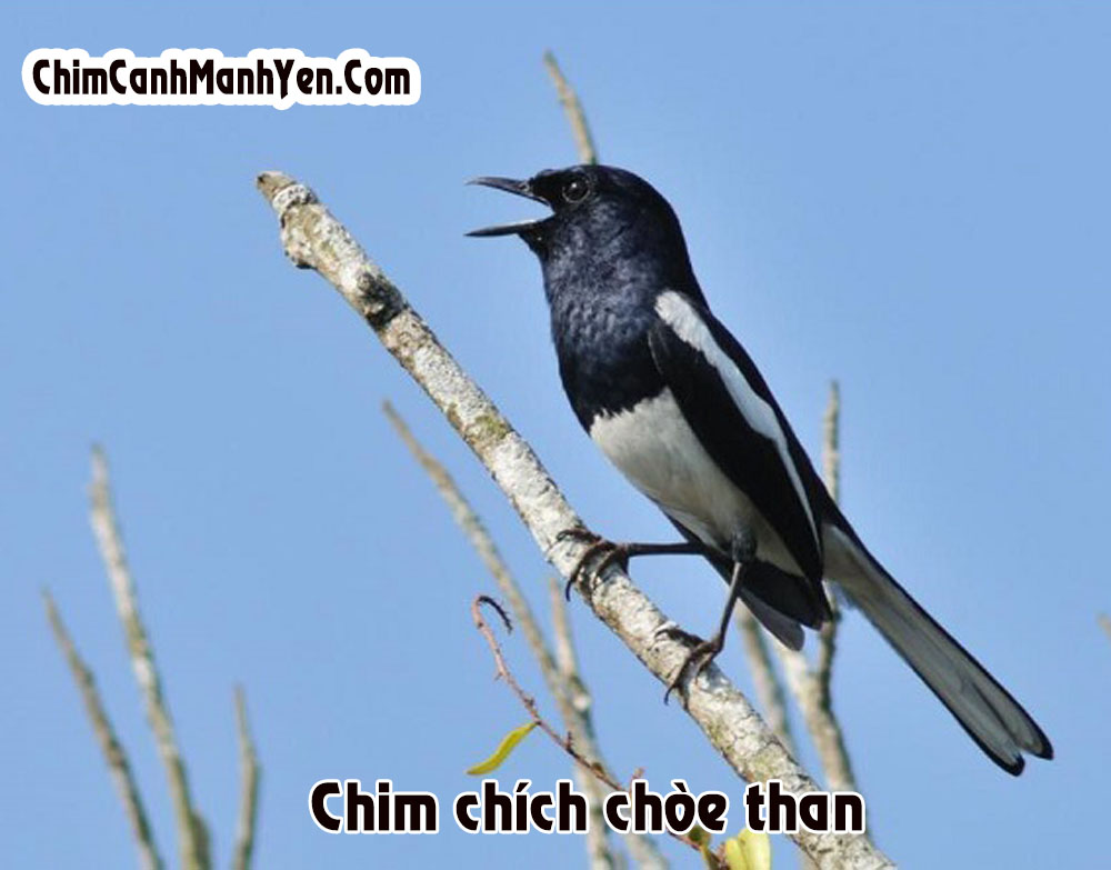 Cách Nuôi Chòe Than: Hướng Dẫn Chi Tiết Từ A Đến Z Gallery 1