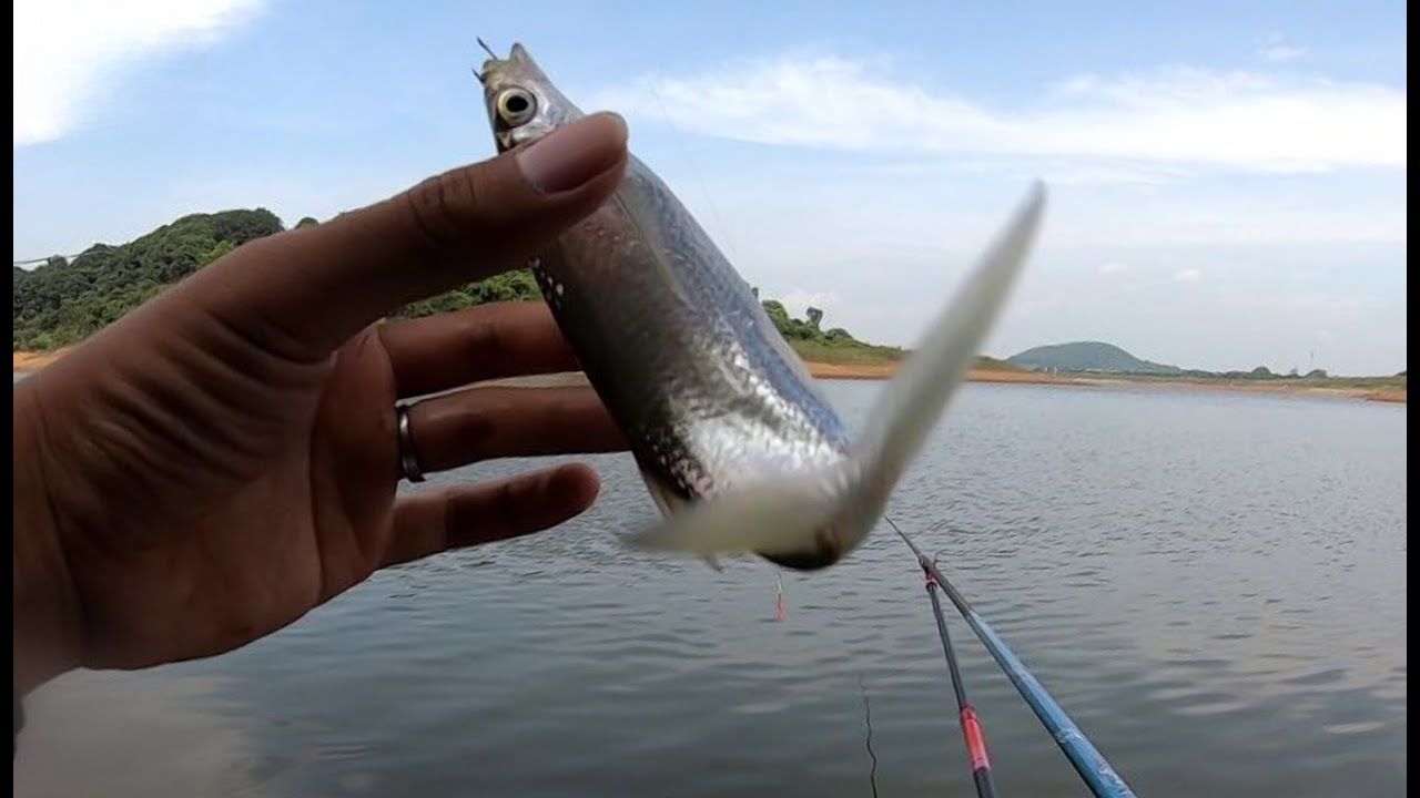 Cách Câu Cá Mương Hiệu Quả Gallery 1