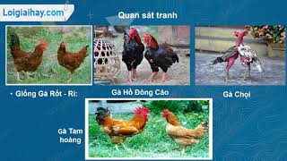 Nuôi Bạt Bài Hiệu Quả: Hướng Dẫn Chi Tiết Từ A-Z Gallery 1