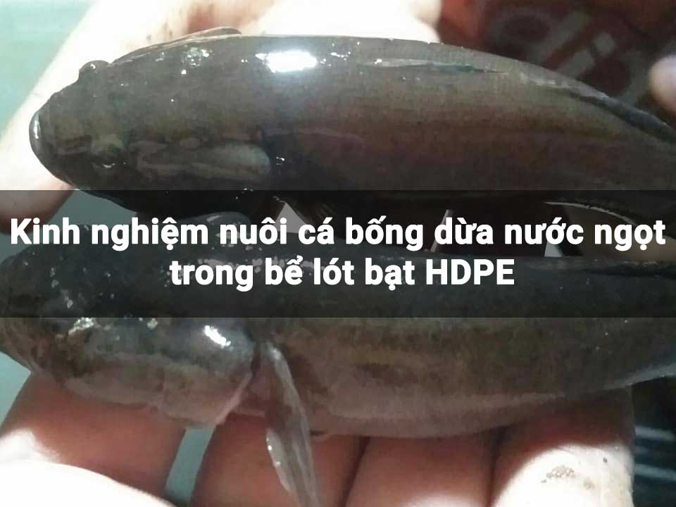 Nuôi Cá Bống Dừa: Hướng Dẫn Chi Tiết Từ A Đến Z Gallery 1