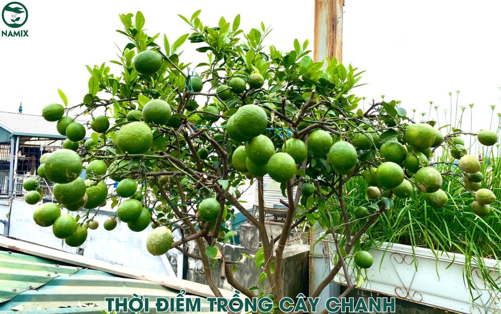 Trồng Chanh Trong Chậu Ra Quả: Hướng Dẫn Chi Tiết Từ A-Z Gallery 1