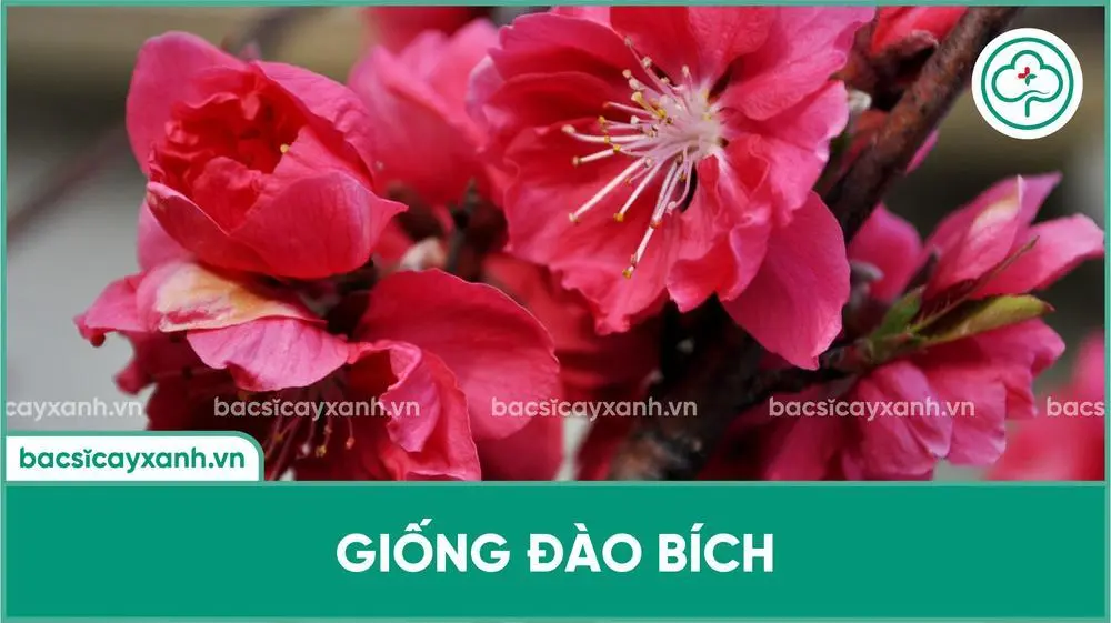 Cách Kích Đào Nở Nhanh Gallery 1