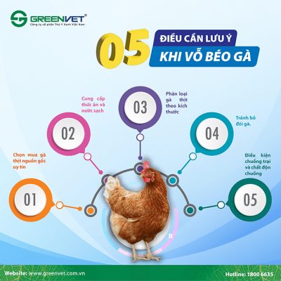 Vỗ béo cho gà hiệu quả, giúp gà nhanh chóng tăng cân Gallery 1