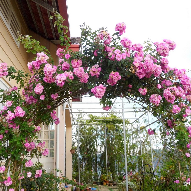 Cách Trồng Hồng Leo Gallery 1