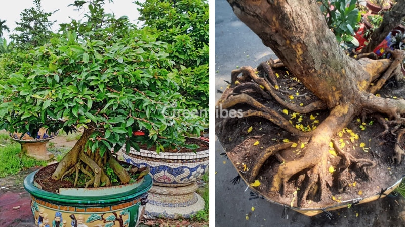 Cách Tạo Gốc Mai To Gallery 1
