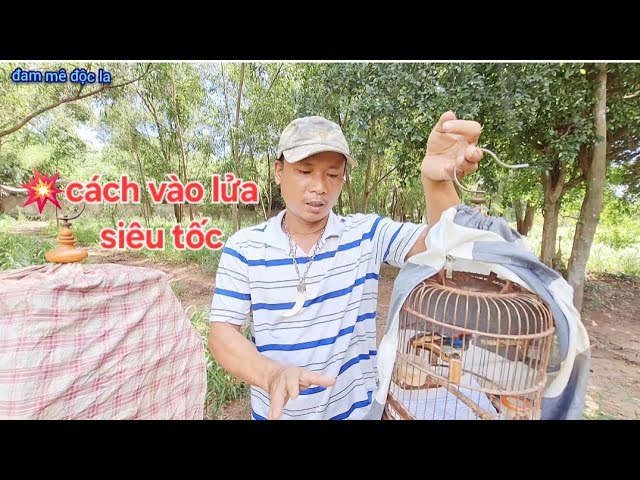 Cách Nuôi Ốc Mít Căng Lửa Gallery 1
