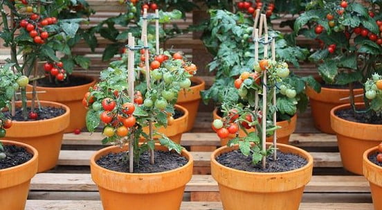 Cách Trồng Cà Chua Trong Chậu Hiệu Quả Gallery 1