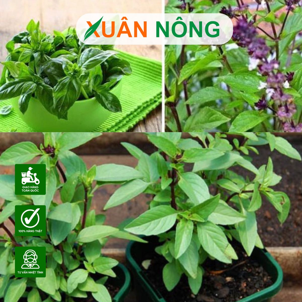 Cách Trồng Húng Quế Gallery 1