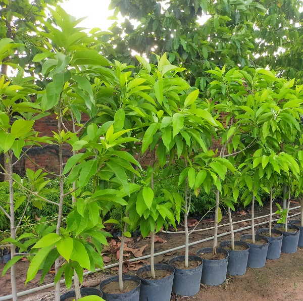 Trồng Cây Ngọc Lan Trong Chậu: Hướng Dẫn Chi Tiết Từ A Đến Z Gallery 1