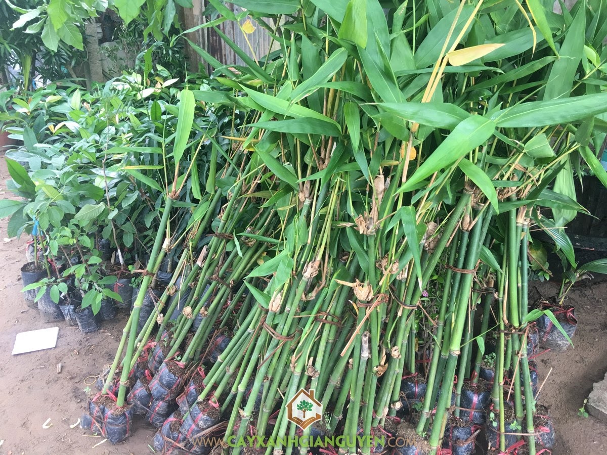 Kỹ thuật trồng tre lấy măng Gallery 1