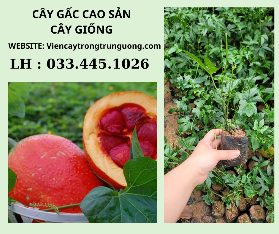 Cách Làm Cho Gấc Ra Quả Nhiều và Đẹp Gallery 1