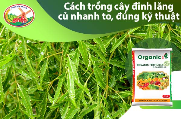 Cách Trồng Đinh Lăng Củ Nhanh To Gallery 1