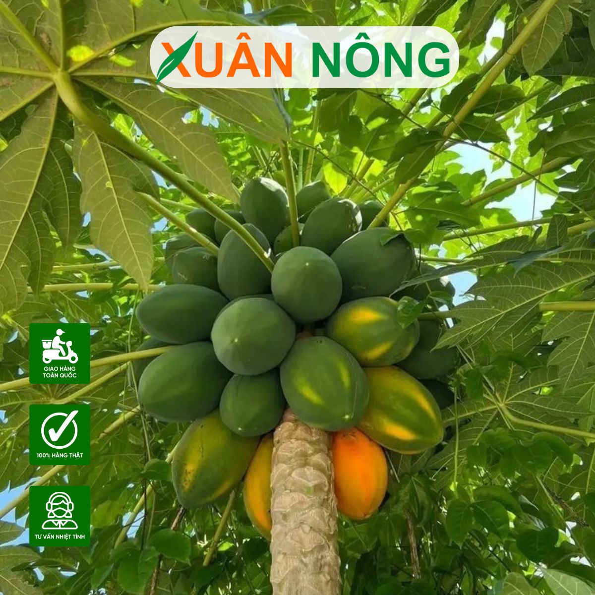 Cách Trồng Đu Đủ Sai Quả Gallery 1