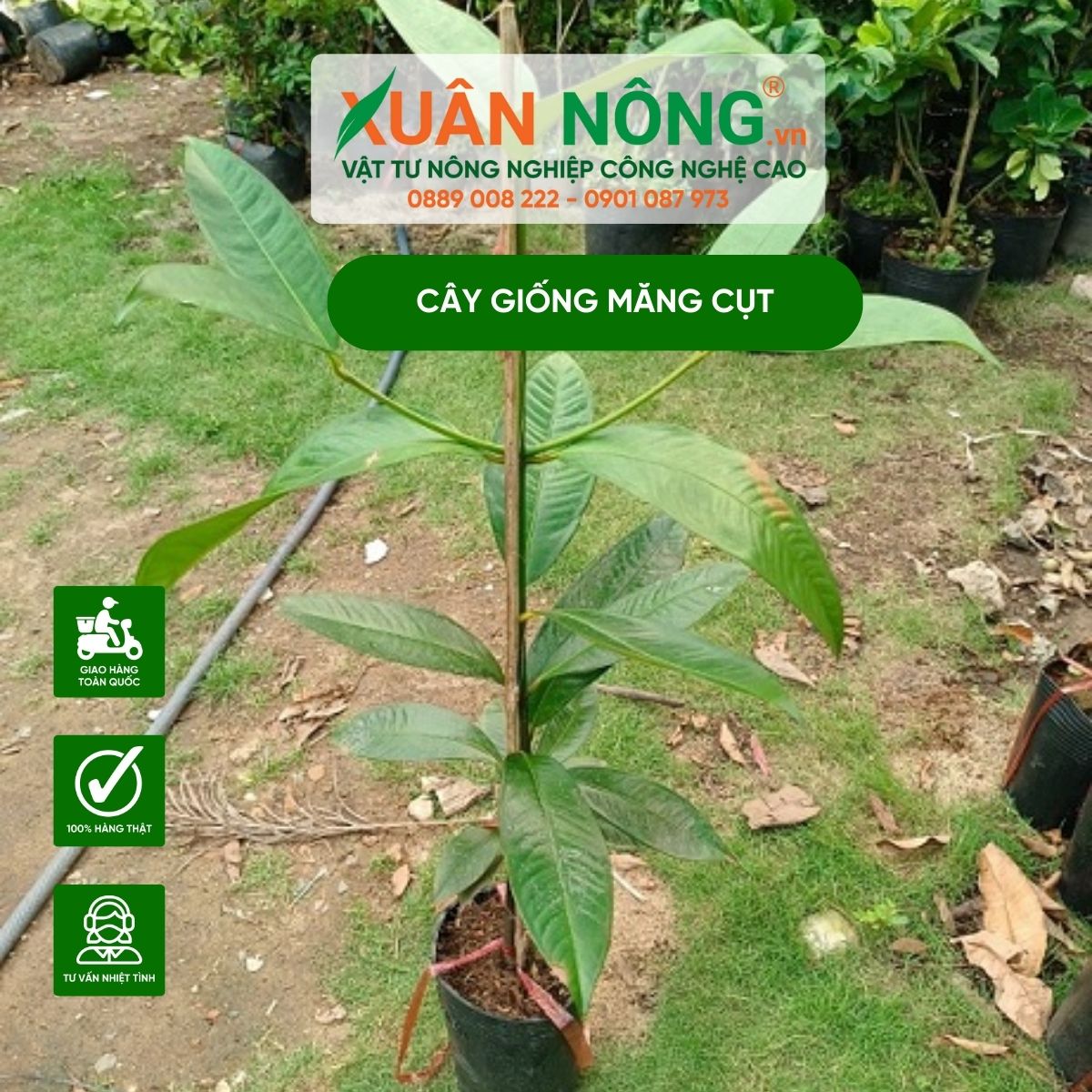 Cách Trồng Măng Cụt Hiệu Quả Gallery 1