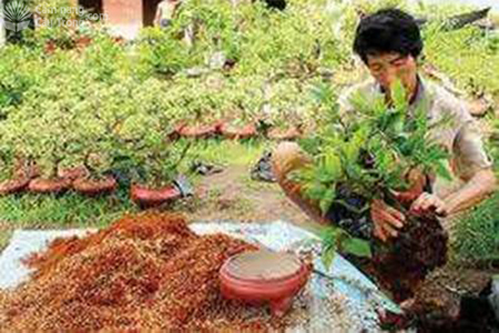 Kỹ thuật trồng mai vàng trong chậu Gallery 1