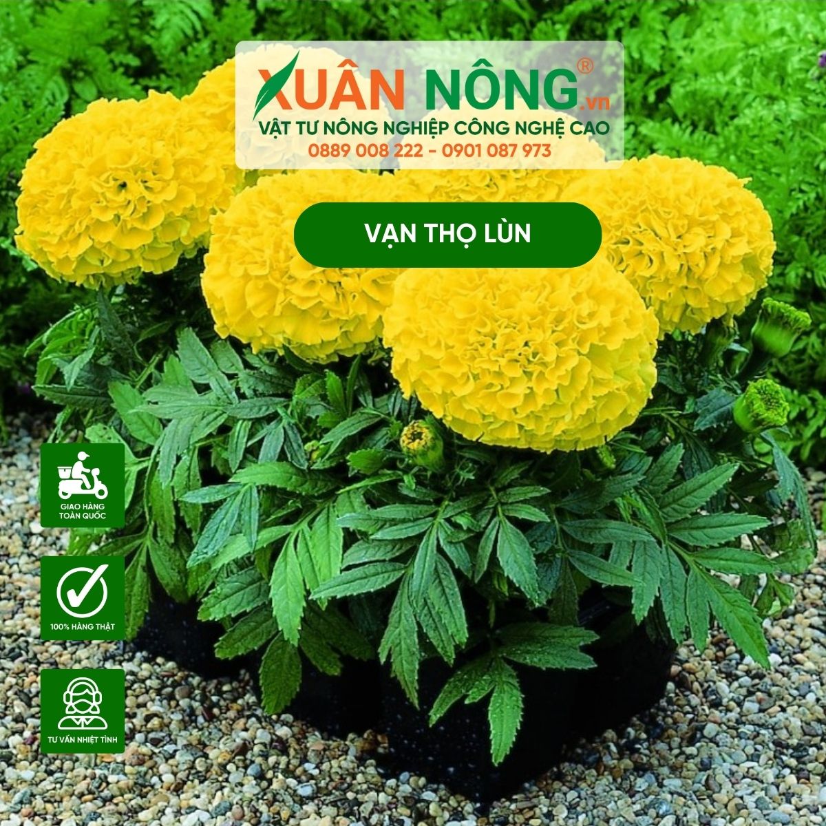 Trồng Bông Vạn Thọ Tết: Hướng Dẫn Chi Tiết Từ A-Z Gallery 1