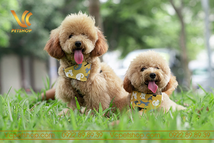 Kinh nghiệm nuôi Poodle: Hướng dẫn chăm sóc toàn diện cho chú chó đáng yêu Gallery 1
