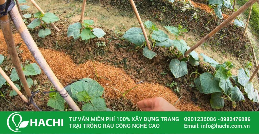 Cách Trồng Dưa Leo Mùa Mưa Hiệu Quả Gallery 1
