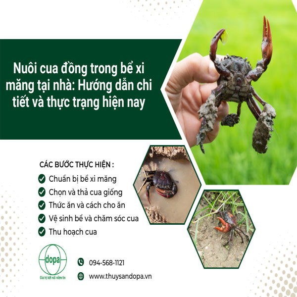 Nuôi Cua Đồng Trong Bể Xi Măng Gallery 2