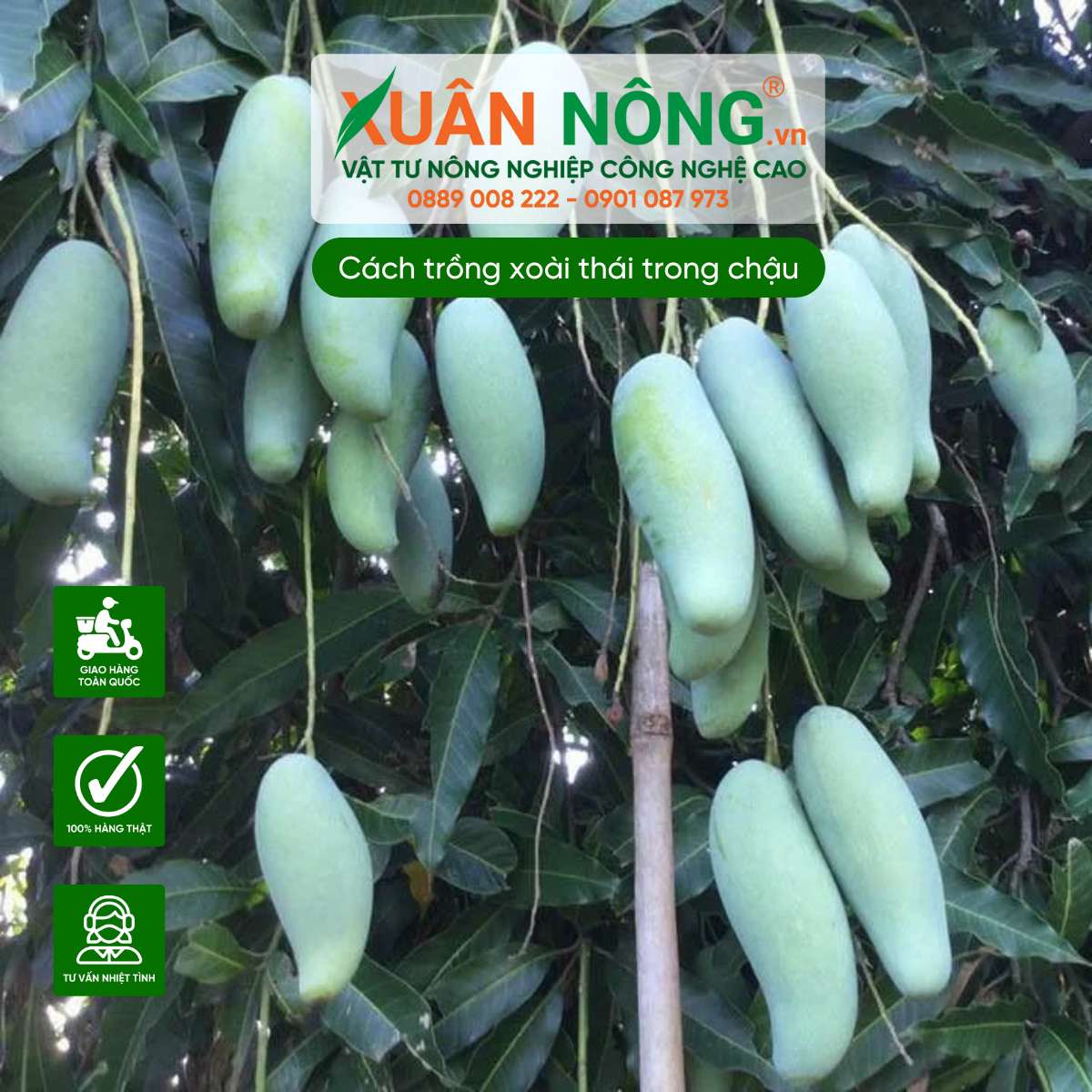 Trồng Xoài Trong Chậu: Hướng Dẫn Chi Tiết Từ A Đến Z Gallery 1
