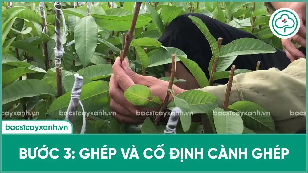 Cách Ghép Cây Ổi Hiệu Quả Nhất Gallery 2