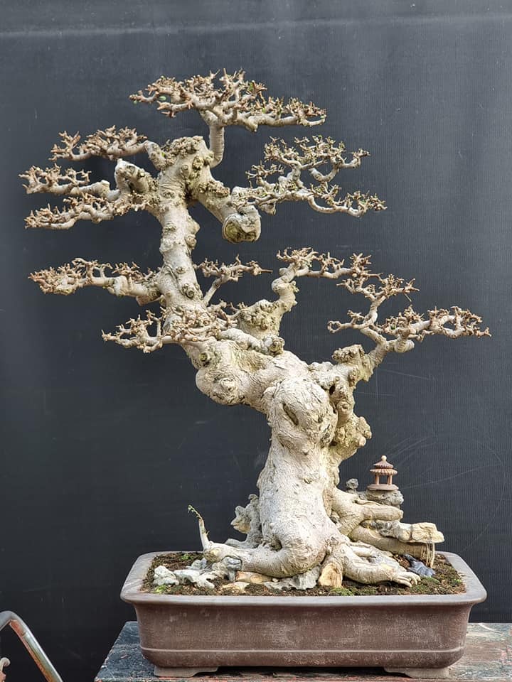 Cây Dưới Bồn Sai Gallery 1