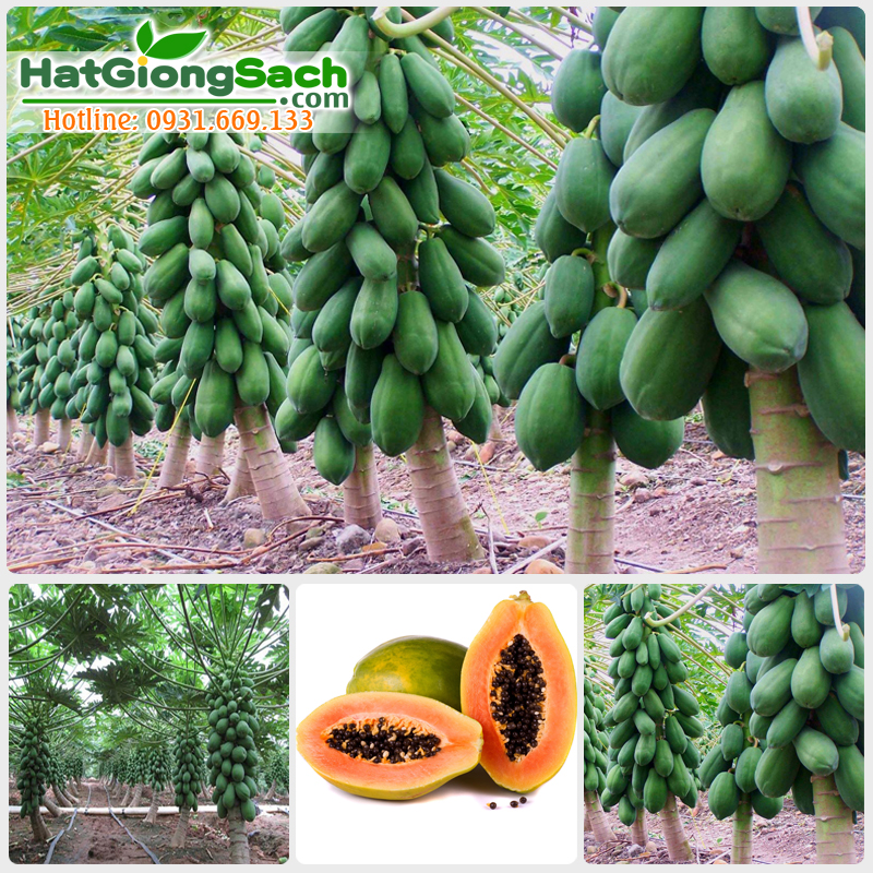 Hạt Giống Đu Đủ: Chọn Loại Giống, Kỹ Thuật Gieo Trồng và Địa Chỉ Mua Uy Tín Gallery 1