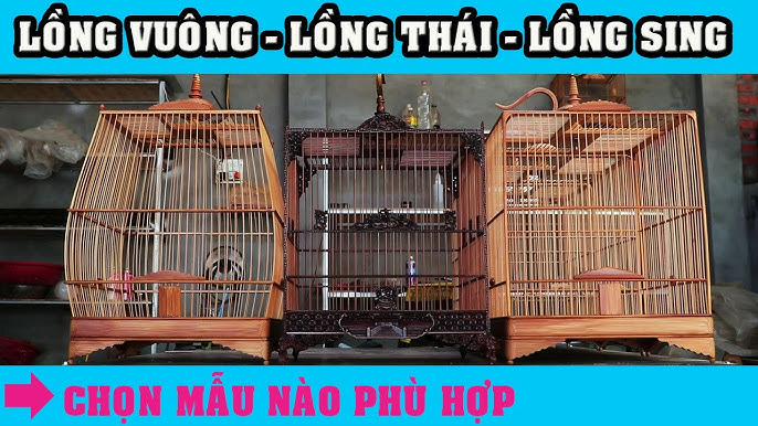 Lồng Đấu Chào Mào: Hướng Dẫn Chọn Lồng, Cách Sử Dụng và Kinh Nghiệm Gallery 1