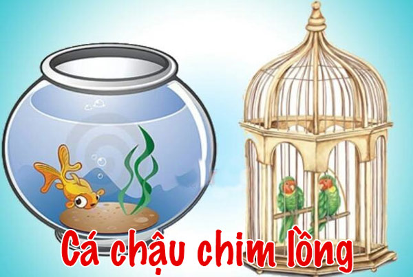 Cá Chậu Chim Lồng: Thú Vị Và Yêu Cầu Chăm Sóc Gallery 1