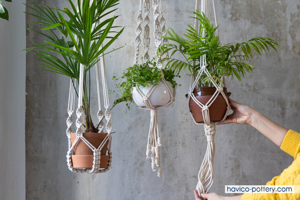 Chậu Cây Treo Tường Trong Nhà: Giải Pháp Trang Trí Xanh Mát và Tiện Lợi Gallery 2