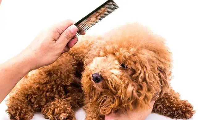 Lược Chải Lông Chó Poodle: Hướng Dẫn Chọn Và Sử Dụng Gallery 1