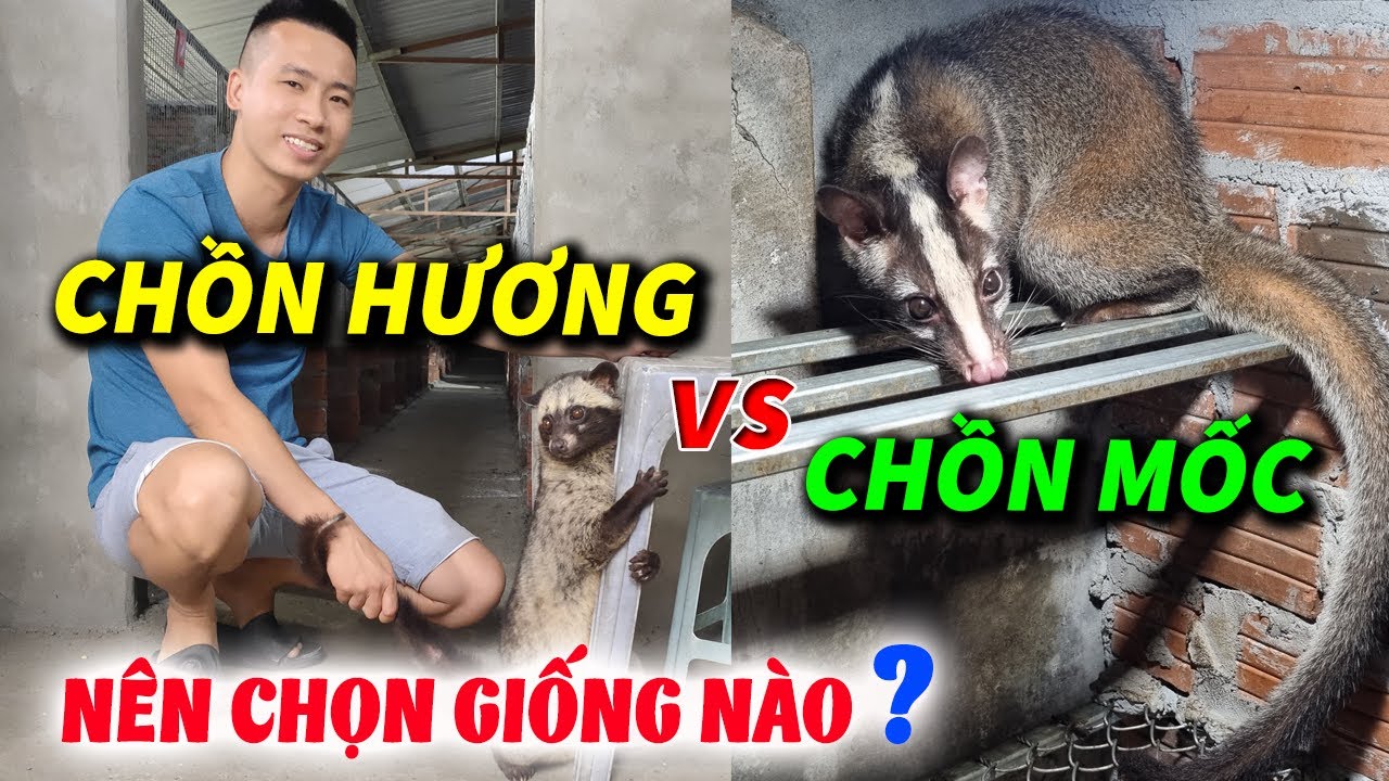 Chồn Mốc và Chồn Hương: Sự Khác Biệt Và Đặc Điểm