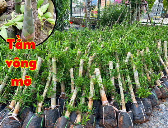 Cây Tầm Vông Giống - Nguồn cung cấp chất lượng, giá tốt Gallery 1
