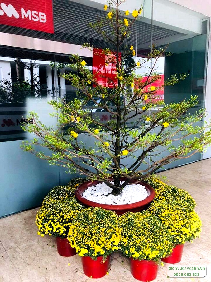 Những Cây Mai Đẹp Gallery 2