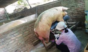 Lợn nuôi bao lâu thì sinh sản? Gallery 2