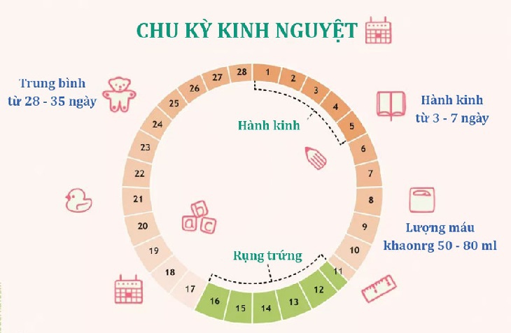 Chu Kỳ Kinh Nguyệt Ngắn: Nguyên Nhân, Triệu Chứng và Điều Trị