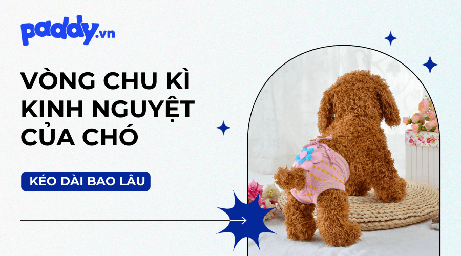 Chó cái mấy tháng có kinh? Gallery 2
