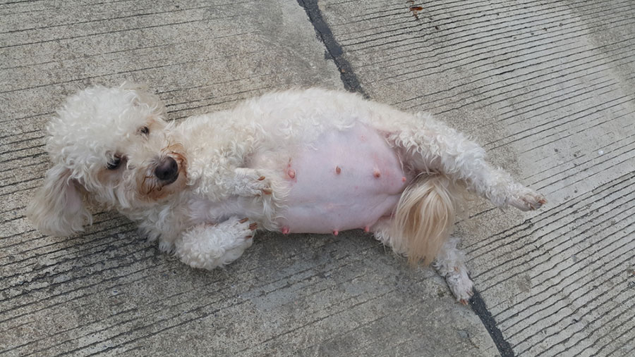 Chó Poodle Bao Lâu Thì Đẻ? Gallery 1