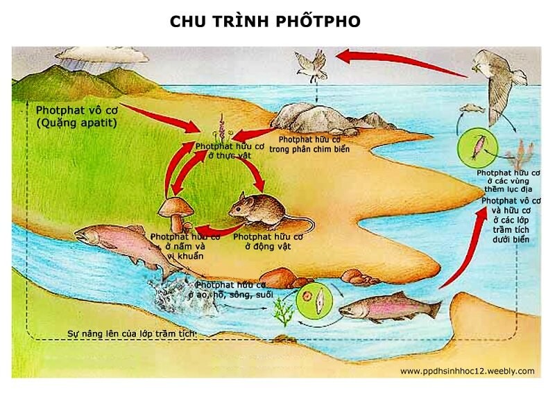 Chu trình Photpho trong tự nhiên