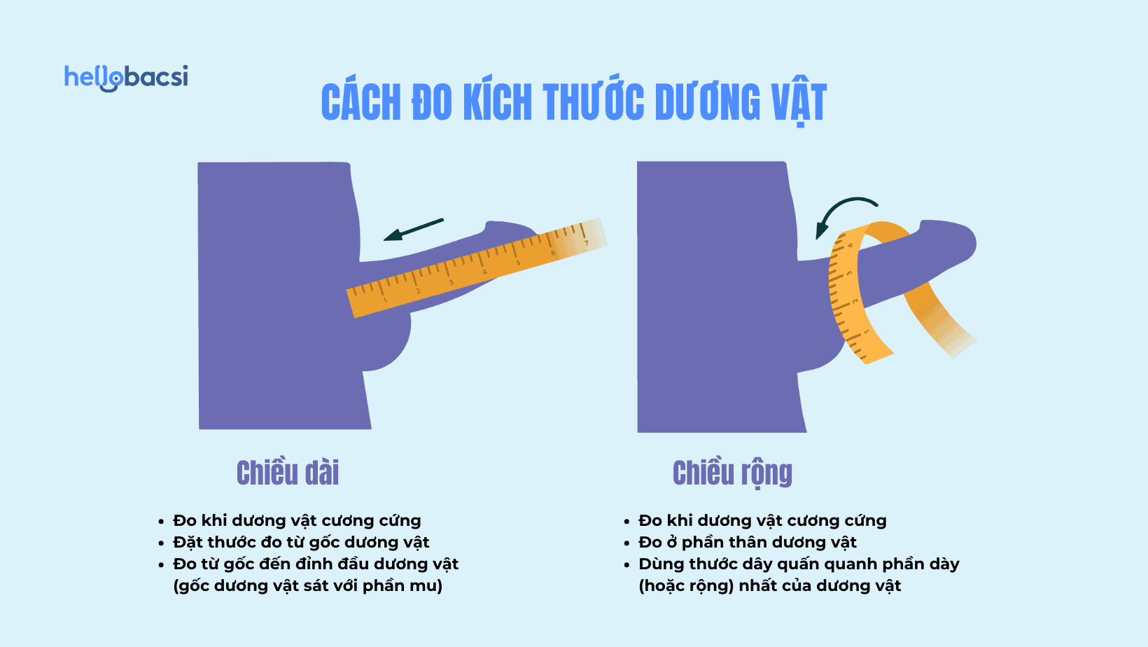 Chu vi dương vật