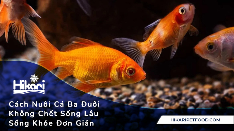 Cách Nuôi Cá Ba Đuôi Không Chết Gallery 1