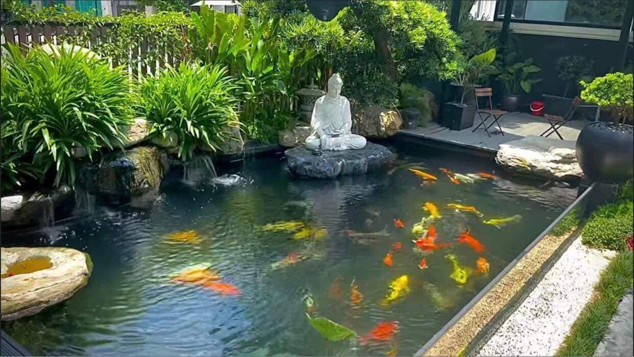 Cách Nuôi Cá Koi Trong Bể Xi Măng Gallery 1