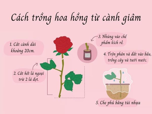 Cách Giâm Cành Hoa Hồng Bằng B1 Gallery 1