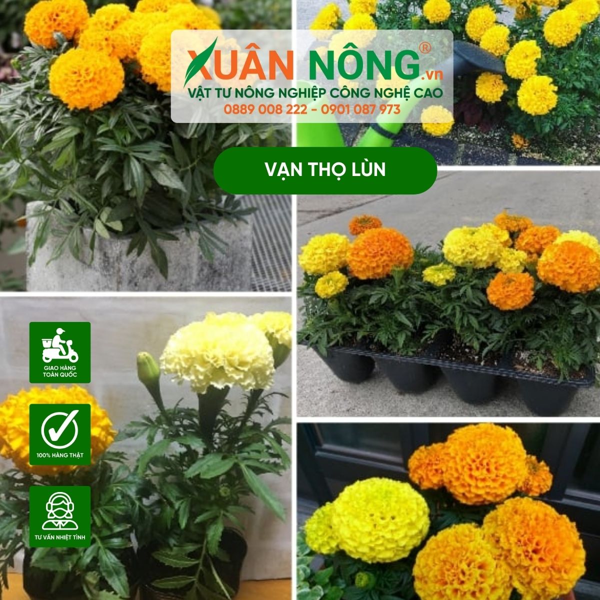 Cách Trồng Bông Vạn Thọ Trong Chậu Gallery 1