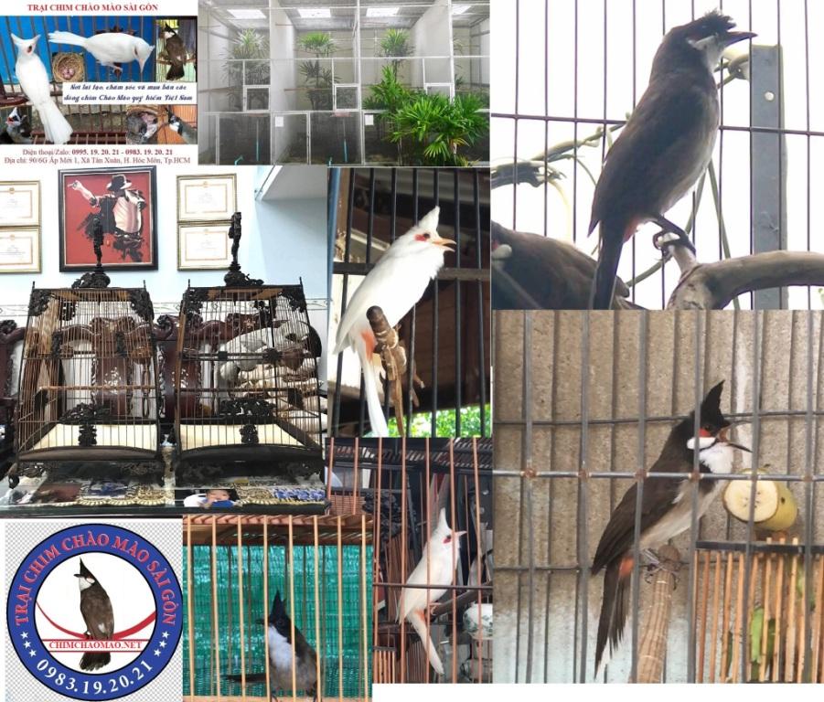 Cách Nuôi Nhiều Chào Mào Trong Nhà Gallery 1